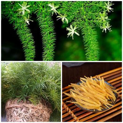 第七百五十节 天冬--养阴润燥润肺