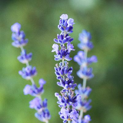 Encantos da natureza com Professor Luiz Roza Camargo