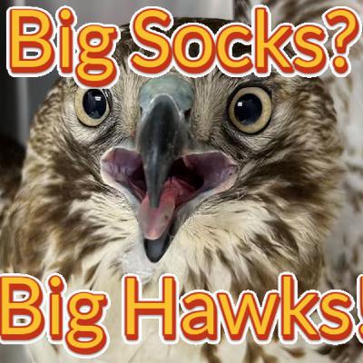 Episode 74: Big Socks? Big Hawks! (Red-Tailed Hawk)