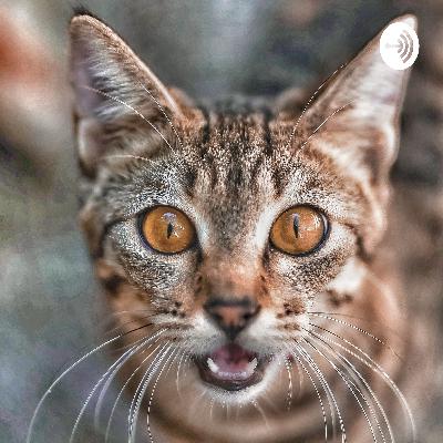 Nossa Curiosidade (Trailer)