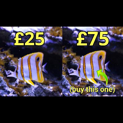 25 Things Your LFS Wishes You Knew | The Prestige Reef Dork Show Ep 90