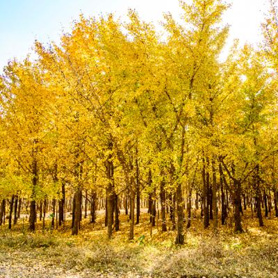 La historia del ginkgo biloba, un árbol milenario que crea una alfombra única