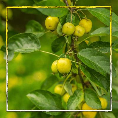 Bäume für kleine Gärten Bäume für kleine Gärten