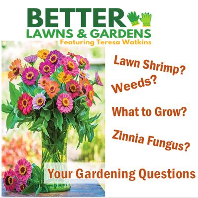 S2 Ep383: Better Lawns and Gardens - Hour 1 Your Gardening Questions September 13 2025