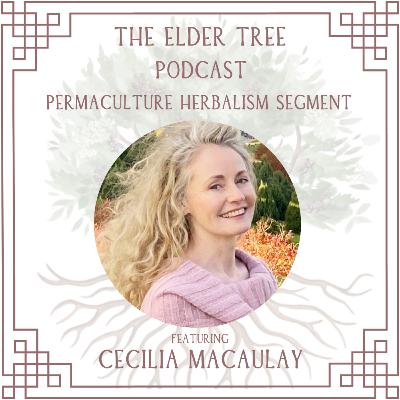 145. Permaculture Kitchen Design with Cecilia Macaulay: Permaculture Herbalism 145. Permaculture Kitchen Design with Cecilia Macaulay: Permaculture Herbalism