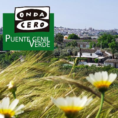 Plantas rupícolas