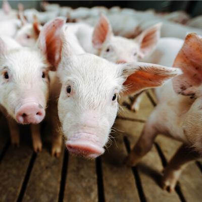 El porcino español busca la rentabilidad en un mercado convulso y marcado por la retención de oferta