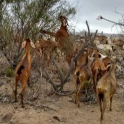NO ES CHISME PERO EN RADIO PASILLO SE COMENTA; "QUE EN EL SISTEMA PRODUCTO CAPRINO DE BAJA CALIFORNIA SUR, LE SIGUEN HACIENDO AL "TIO LOLO"