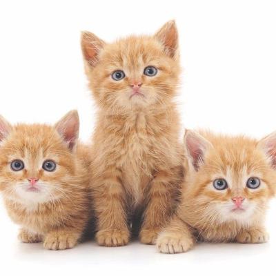 Sarkando ki jhopdi..story about a cat and her kittens