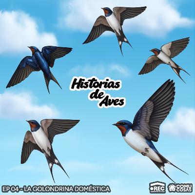 04: La Golondrina Doméstica