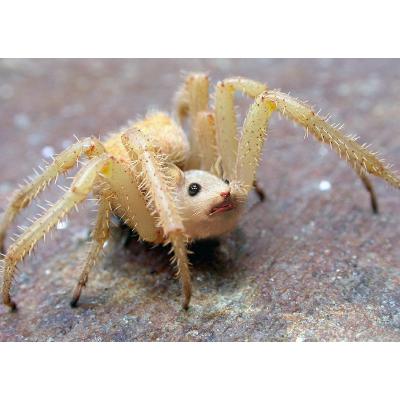 Shmished is the new punched in the face