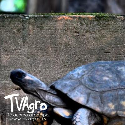 Rescate y Rehabilitación de Tortugas Morrocoy - Hogar de Paso Fauna - TvAgro por Juan Gonzalo Angel Rescate y Rehabilitación de Tortugas Morrocoy - Hogar de Paso Fauna - TvAgro por Juan Gonzalo Angel