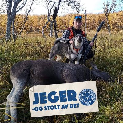 Skadefelling på grågås