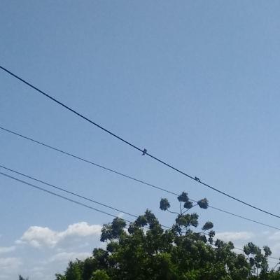 A pimentinha amarelinha do dia mais ilumina o bem-te-vi
