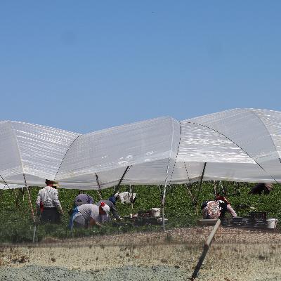 Fields of Exploitation: Corporate Farming in Spain
