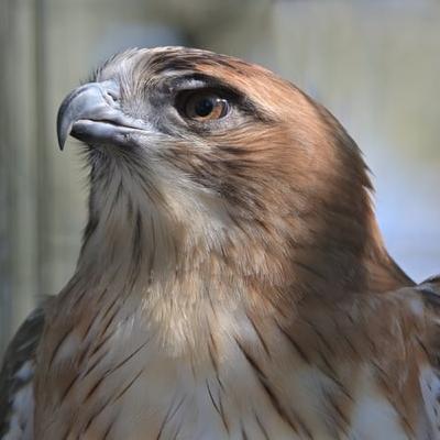 Investigating avian intelligence