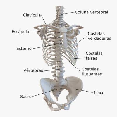 T3-E1 Osteologia e Tecido Ósseo