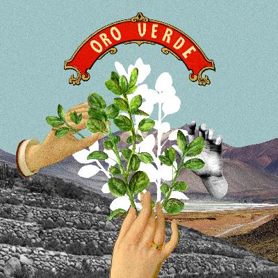 1.- El Oro Verde del Altiplano