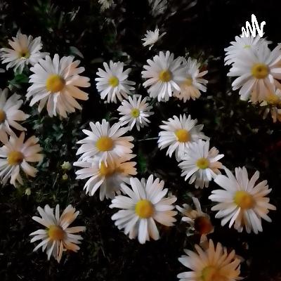 Cuidado del medio ambiente por Alondra Palomino Vargas