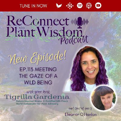 Ep.113 Meeting the Gaze of a Wild Being with Eleanor O'Hanlon Ep.113 Meeting the Gaze of a Wild Being with Eleanor O'Hanlon