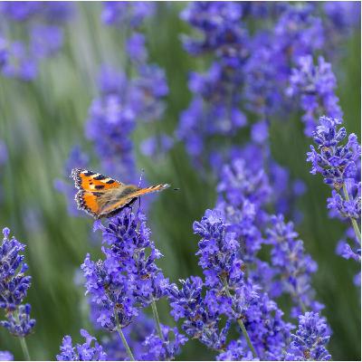 Tortoiseshell Butterflies