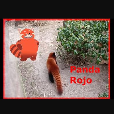 Episodio 112. Conociendo un pingüino, oso, panda rojo y mas en el ZOO de central park New York.