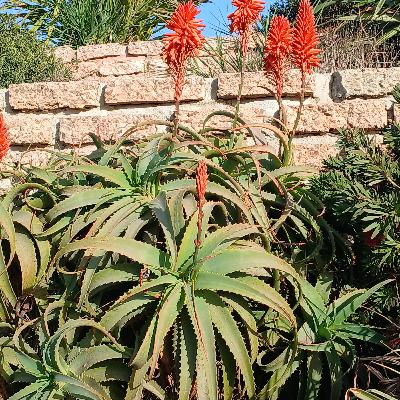 Torch Aloe (Aloe Arborescens)