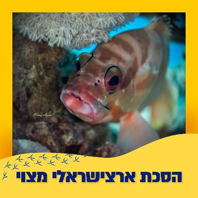 דגי הדקר (לוקוס)