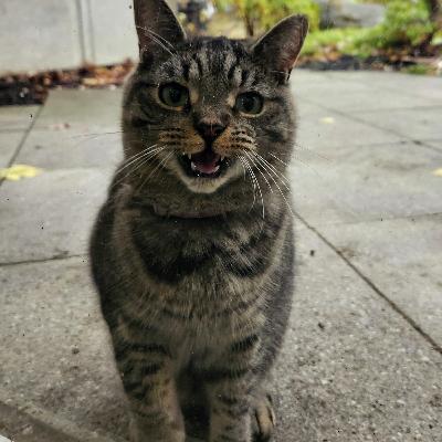 The curious case of the Dorval library cat The curious case of the Dorval library cat