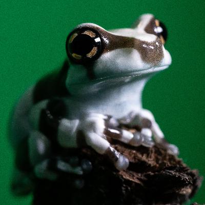 EP36 :: Os anfíbios estão aí! Milkfrog