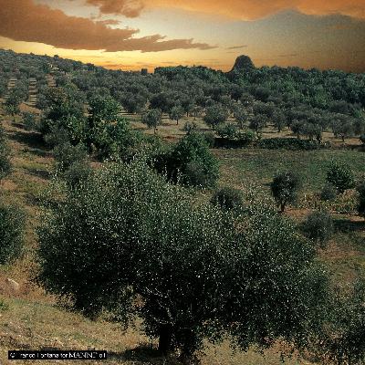Zero-Waste, Organic EVOO—from Farm to Bottle