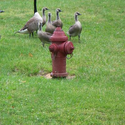 Fire Hydrants Fire Hydrants