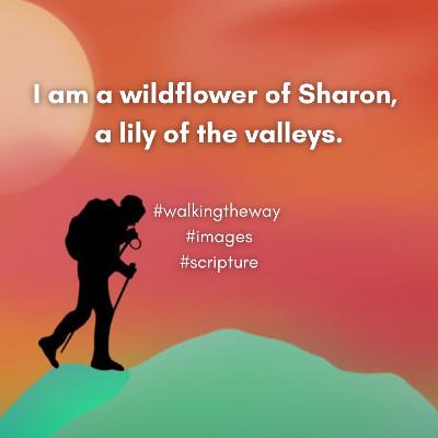 Walking the Way 26th November 2025 - Rose of Sharon