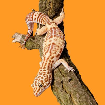 EP46 :: Répteis sentem dor?