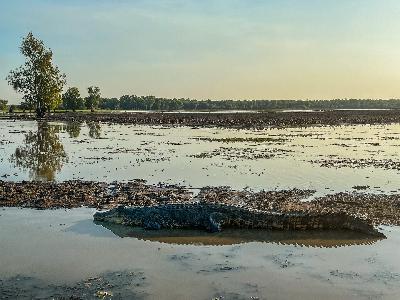 Discovery of 55 million year old dinosaur egg shells found in South East Queensland Discovery of 55 million year old dinosaur egg shells found in South East Queensland