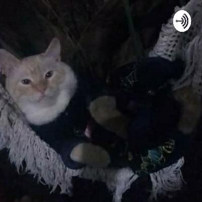 música de natal dos gatos