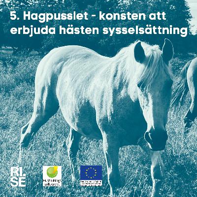 Hagpusslet – konsten att erbjuda hästen sysselsättning Hagpusslet – konsten att erbjuda hästen sysselsättning