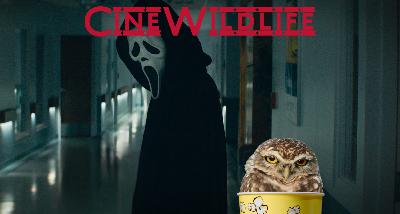 Cine Wildlife - Sangue, urla e maschere: l’evoluzione degli Slasher Movie da Halloween a Scream Cine Wildlife - Sangue, urla e maschere: l’evoluzione degli Slasher Movie da Halloween a Scream