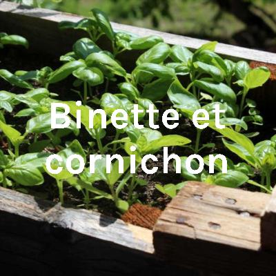 Comment cultiver les plantes aromatiques