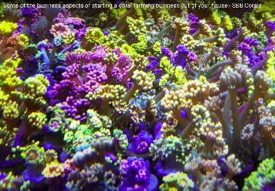 Some of the business aspects of starting a coral farming Some of the business aspects of starting a coral farming