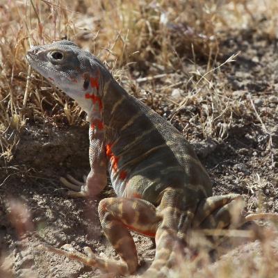 Save the Valley Dragons! Restoring the Blunt-Notes Leopard Lizard to the San Joaquin Desert with Dr. Michael Telemeco and Dr. Michael Westphal
