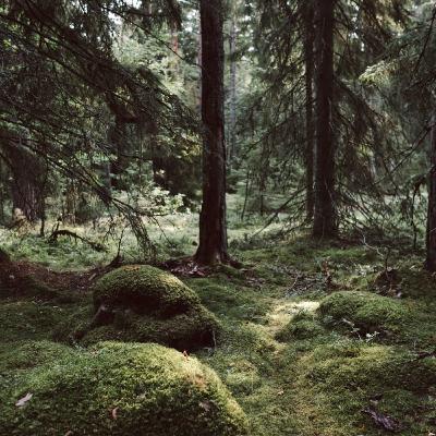 Jung, den förste ekopsykologen