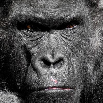 Gorilla vs 100 men! Shannon Sharpe and Bill Belichick!
