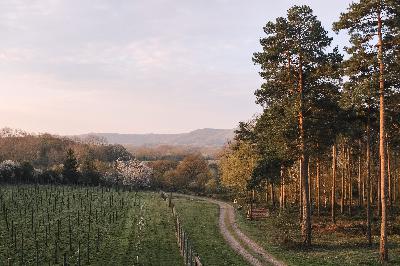 Lessons from the Woods - Leaving