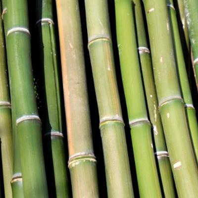 What’s right: Bamboo-based plastic that’s strong and recyclable What’s right: Bamboo-based plastic that’s strong and recyclable