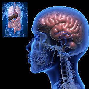 Leaky Gut, Leaky Brain: The mysterious link explained. Featuring Craig Burton Leaky Gut, Leaky Brain: The mysterious link explained. Featuring Craig Burton