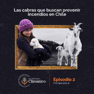 Las cabras que buscan prevenir incendios en Chile