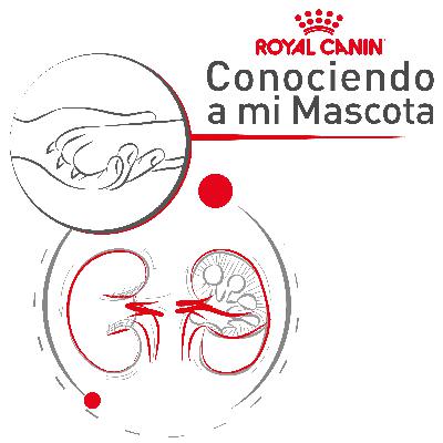 Enfermedad renal ¿la pueden padecer gatos y perros?