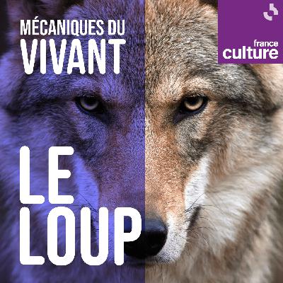 Mécaniques du vivant, saison 1 : Le Loup