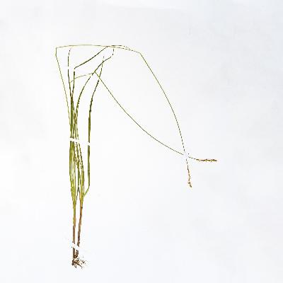 Орнитология